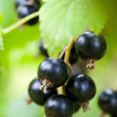 berry, black currant, blackcurrant-71565.jpg