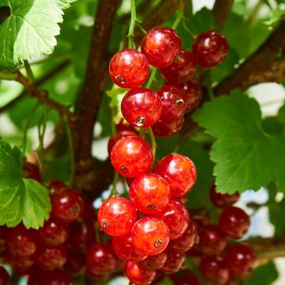 currant, berry, ripe-3595645.jpg