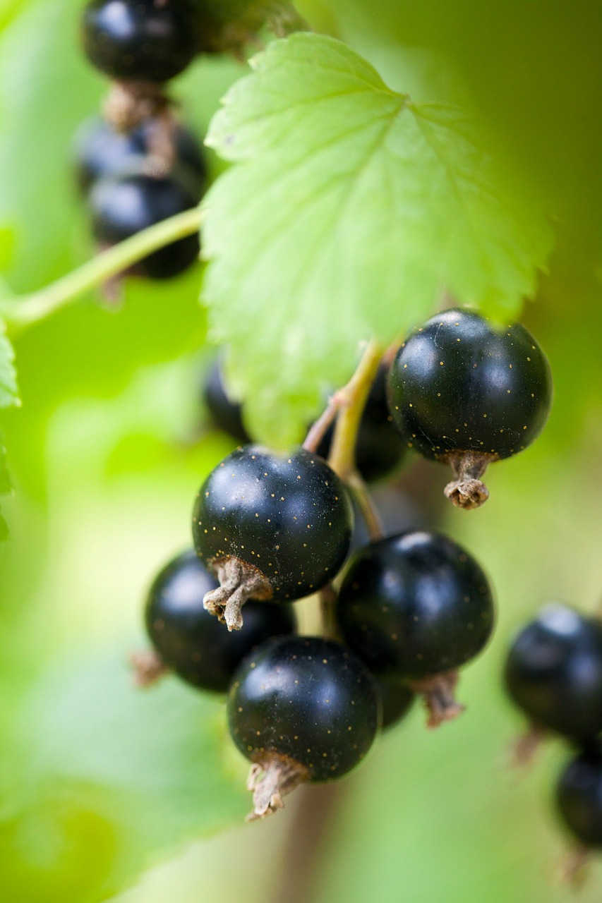 berry, black currant, blackcurrant-71565.jpg
